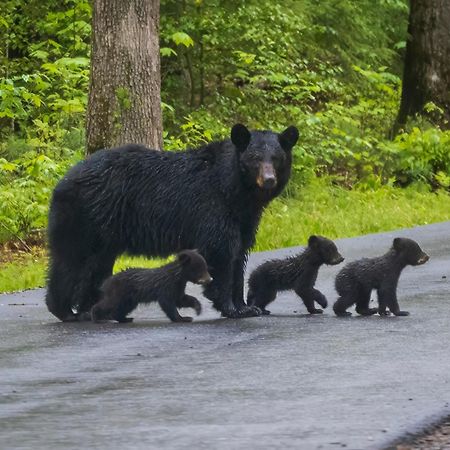 Villa Smoky Mountain Gem Gatlinburg Esterno foto